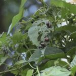 In Lombardia Infestazione Di Popillia Japonica Causa Gravi Danni A Oltre 300 Specie Vegetali