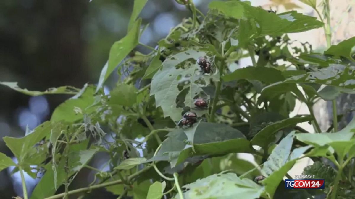 In Lombardia Infestazione Di P
