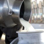 Bambino Di Belluno Ricoverato A Padova Per Sindrome Da Escherichia Coli Dopo Ingestione Di Formaggio Al Latte Crudo