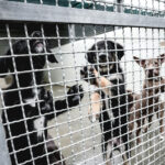 Cagnolino sgozzato a Naro, fermato un uomo senza fissa dimora: il caso alla luce della legge Brambilla