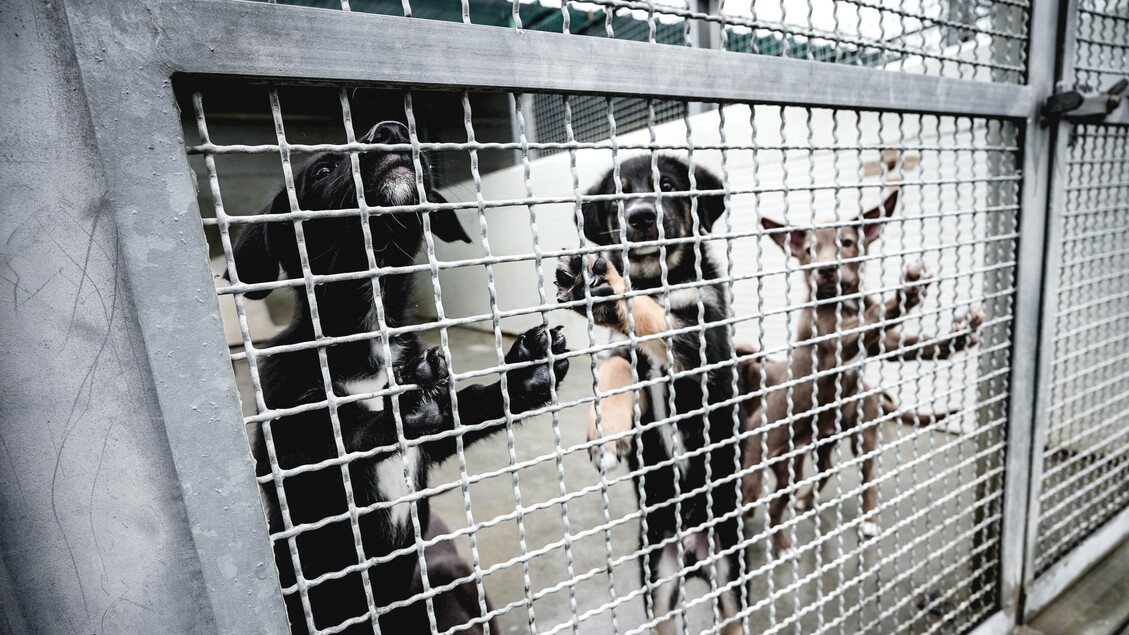 Cagnolino Sgozzato A Naro2C Fer