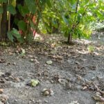Calo Drastico Nella Produzione Di Nocciole In Campania, Effetti Del Clima E Richieste Al Governo Regionale