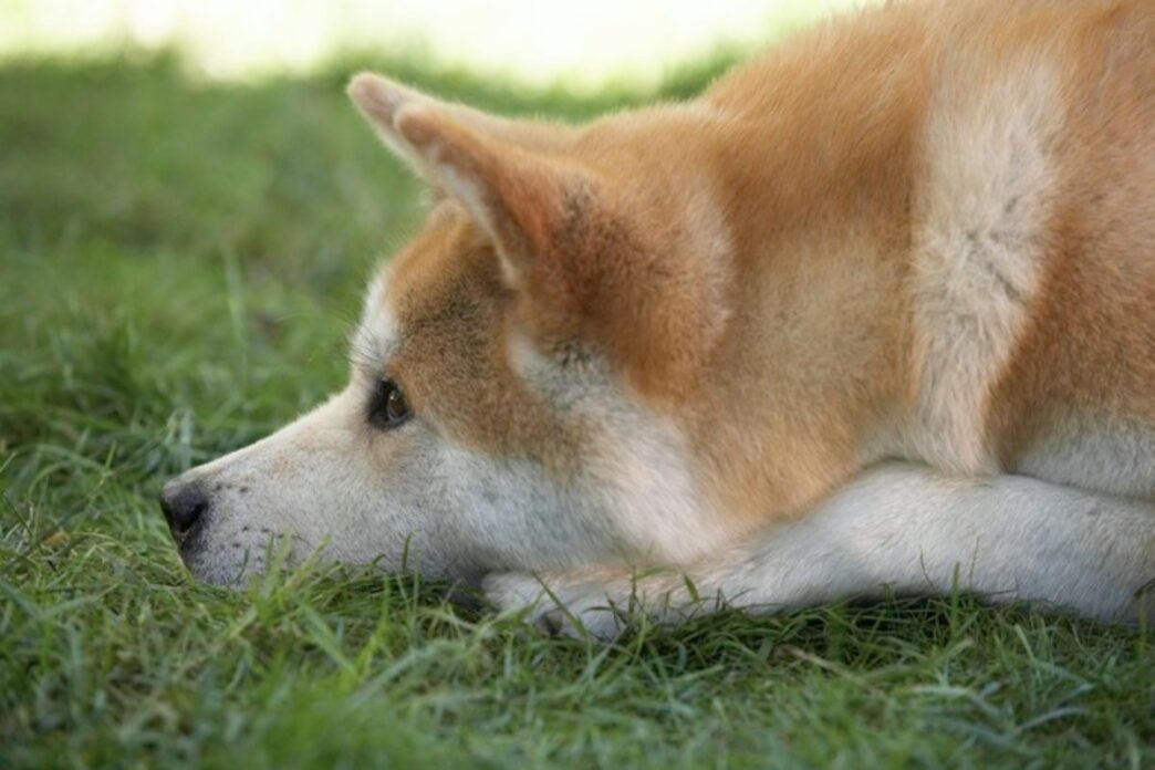 Cane Akita Di 11 Anni Abbandon