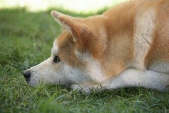 Cane Akita Di 11 Anni Abbandon