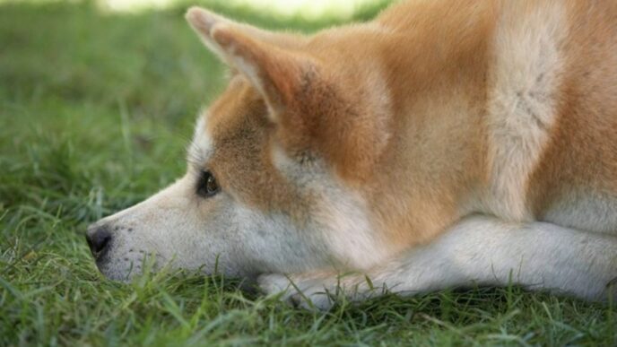 Cane Akita Di 11 Anni Abbandon