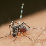 Casi di Chikungunya in aumento nel nord italia: verifiche e interventi a Verona, Modena e Como