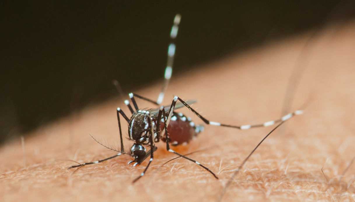 Casi Di Chikungunya In Aumento