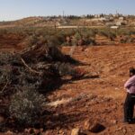 Centinaia Di Ulivi Sradicati A Al Mughayyir, Nel Cuore Della Cisgiordania Sotto Controllo Israeliano