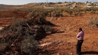Centinaia Di Ulivi Sradicati A