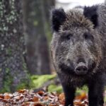 Cinghiale provoca incidente a Pavullo: confermata condanna di Regione e Comune per risarcimento danni