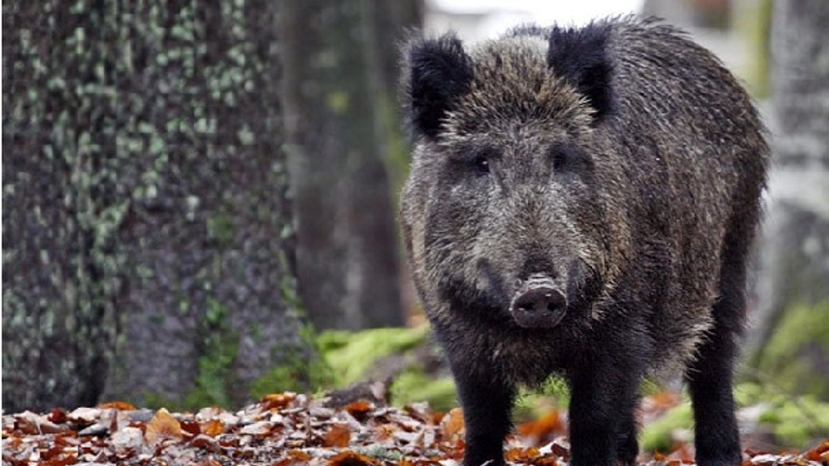 Cinghiale Provoca Incidente A