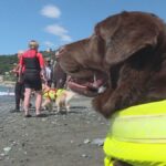 Dai Cani Bagnini A Voltri Una Presenza Stabile Sulle Spiagge Di Genova Per La Sicurezza Dei Bagnanti