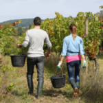 Dal 25 Agosto 2025 Aperto Il Canale Digitale Per Richiedere Il Bonus Formazione Giovani Imprenditori Agricoli