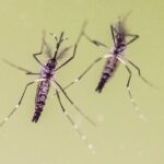 Emergono nuove preoccupazioni sul monitoraggio globale di Chikungunya e altre malattie da zanzare in espansione