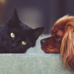 Il Comune Di Torino Apre Alla Tumulazione Congiunta Di Animali Domestici E Proprietari Nel Cimitero