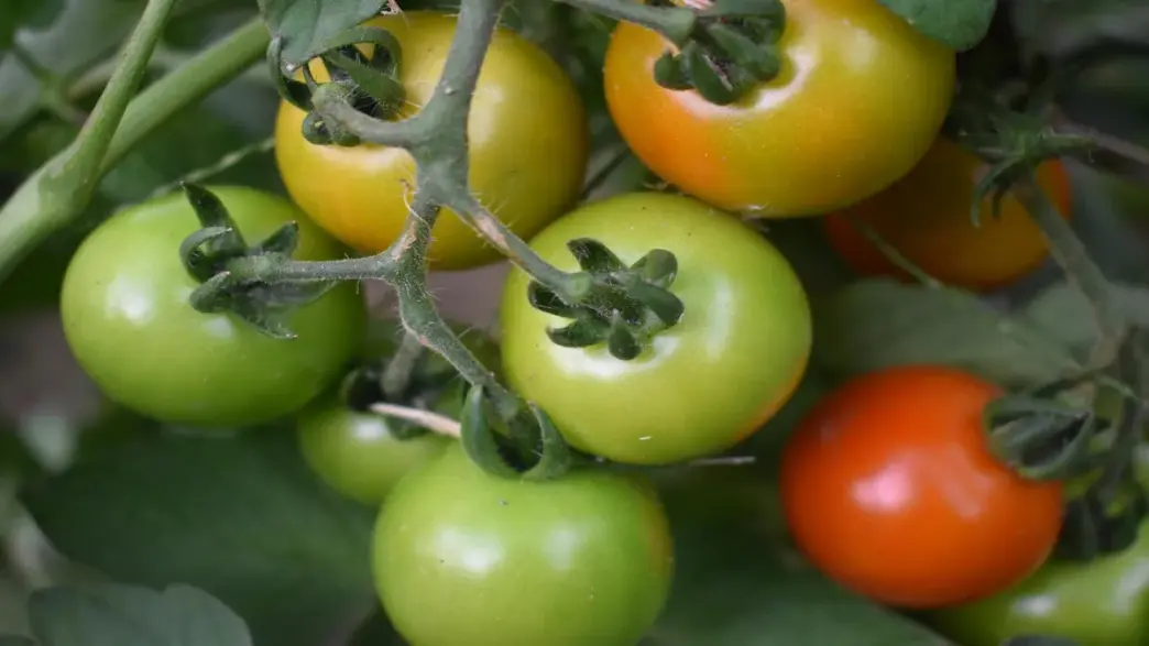 Il Pomodorino Siccagno Di Zaga