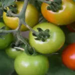 Il Pomodorino Siccagno Di Zagarise, Una Coltivazione Senza Irrigazione Dal Sapore Intenso In Calabria