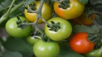 Il Pomodorino Siccagno Di Zaga