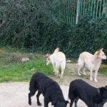 Moschiano, Il Sindaco Vieta Di Dare Cibo E Acqua A Cani, Gatti E Volatili Selvatici: Scatta La Polemica