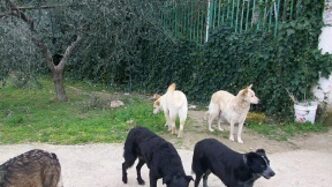 Moschiano2C Il Sindaco Vieta Di