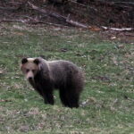 Orso Avvistato Mentre Passeggia Tranquillamente Per Le Vie Di San Donato Val Di Comino Tra Frutti Saccheggiati E Vita Comunitaria