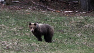 Orso Avvistato Mentre Passeggi