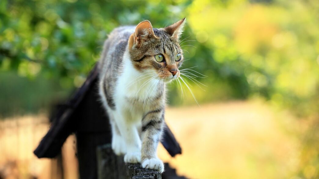Possibile Killer Di Gatti A Co