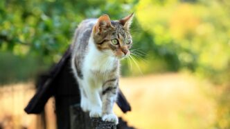 Possibile Killer Di Gatti A Co
