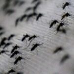 Primo Caso Autoctono Di Febbre Di Dengue Nel Vicentino Colpisce Un Uomo Di 53 Anni A Brendola