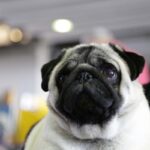 Ritrovamento a Messina, cane ucciso con arma da fuoco abbandonato in una valigia vicino al sottopasso ferroviario