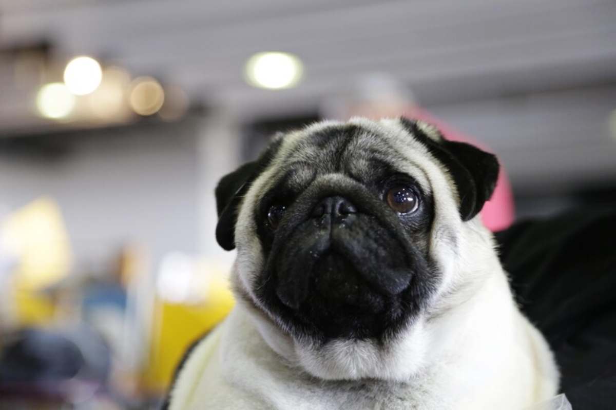 Ritrovamento A Messina2C Cane U