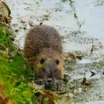 Scontro A San Giuliano Milanese Per Abbattimento Di Conigli E Nutrie Nel Parco Dei Giganti