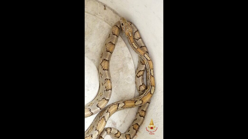 Serpente Del Grano Trovato In