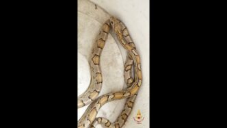 Serpente Del Grano Trovato In