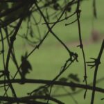 Spari e tensione al Parco Dei Giganti Di San Giuliano Milanese: piano di contenimento delle lepri in azione