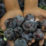Susine in Italia tra calo dei consumi e export record: prezzi in aumento del 15% nel 2024