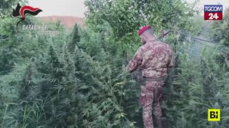 Una Coltivazione Di Marijuana