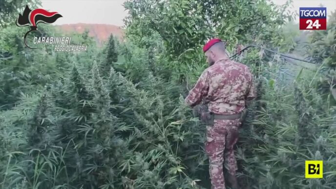Una Coltivazione Di Marijuana