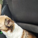 Val Gardena, cane smarrito blocca la SS 242 e turisti intervengono per evitare incidenti nella zona di Ortisei