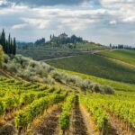 Vendemmia 2025, tour enogastronomici europei e itinerari in camper nelle regioni vinicole storiche
