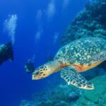 Volontariato Alle Seychelles Per La Tutela Delle Tartarughe Marine: Opportunità E Dettagli Del Progetto 2025-2026