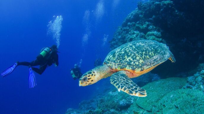 Volontariato Alle Seychelles P