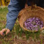 Zafferano Dell’Aquila DOP: vent’anni di storia, cultura e territorio in festa