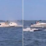 Scontro Tra Balena E Barca A Barnegat Bay, Morto L’animale E Una Persona Cade In Mare