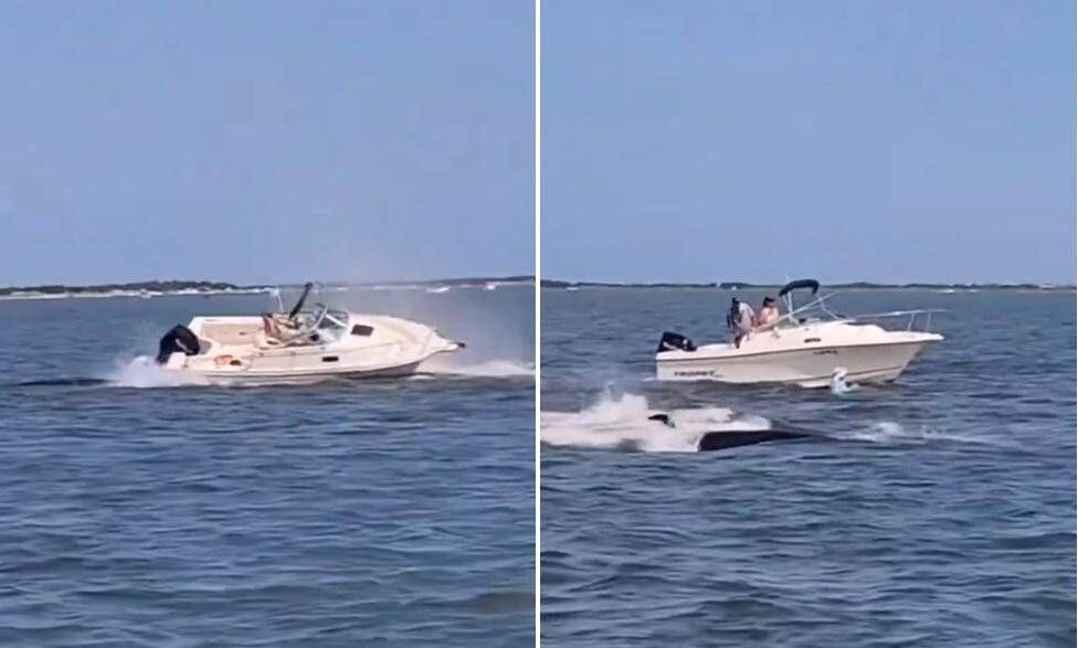 Scontro Tra Balena E Barca A B