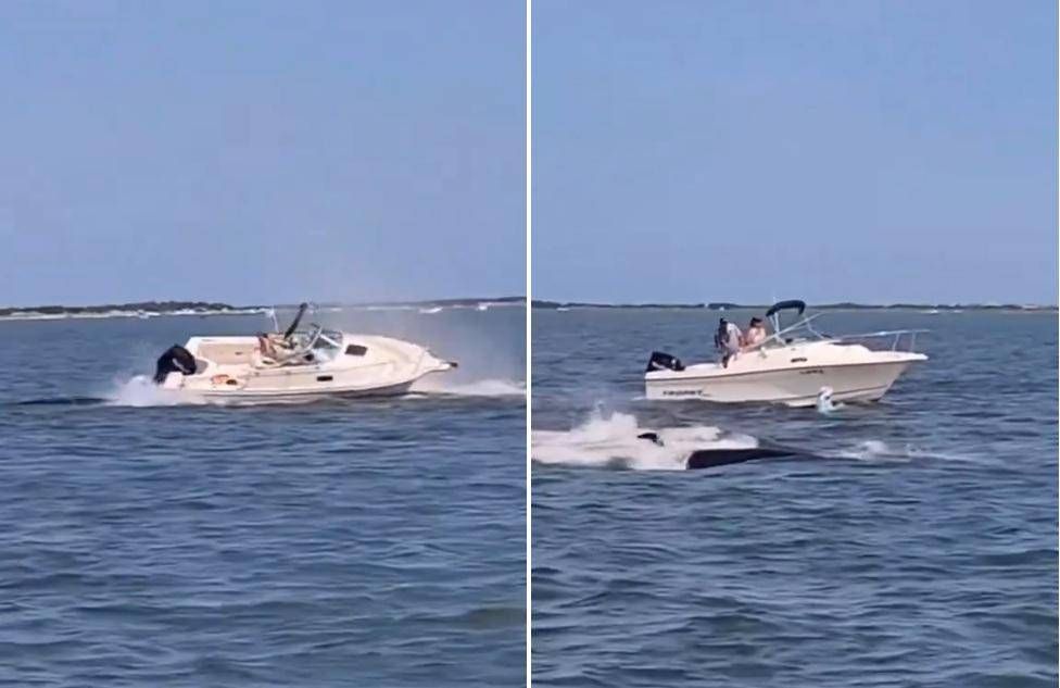 Scontro Tra Balena E Barca A B