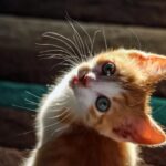 A calci come un oggetto: il caso del gatto ucciso ad assemini scuote la Sardegna