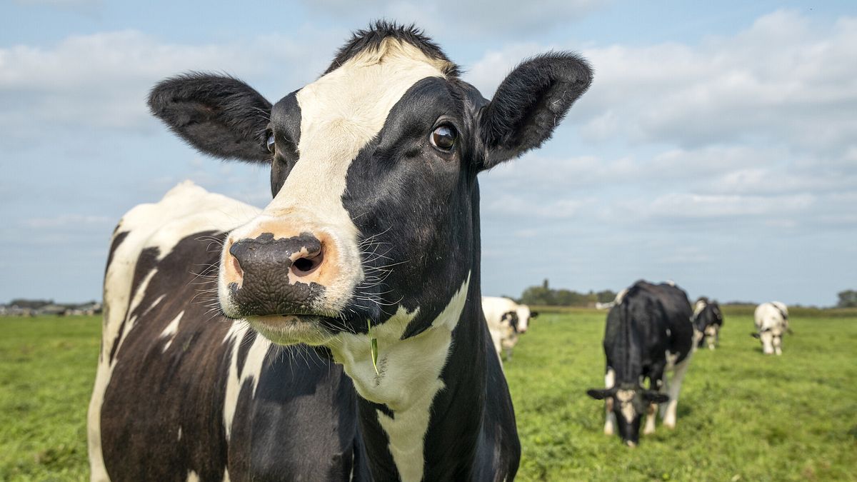 Anziano Aggredito Da Mucca Sul