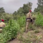 Arrestato A Desulo un giovane per una piantagione illegale di cannabis con 104 piante nascoste