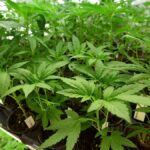 Arrestato a Meolo 41enne con piccola serra di marijuana per finanziare cure della compagna malata